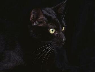 Black Leopard Wallpaper