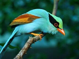 Bird Beauties And Butterflies