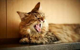 Best Cat Photo Wallpaper High Definition Quality Widescreen