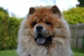 Chow Dog Face Photo And Wallpaper Beautiful
