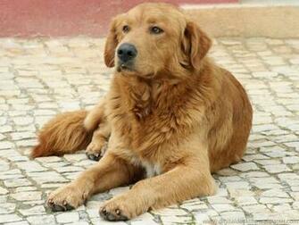 Description Seven Golden Retriever Puppies Is A Wallpaper