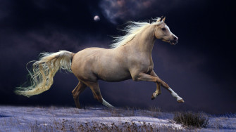 Animals Horse Wallpaper HD
