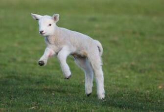 Lambs Wallpaper