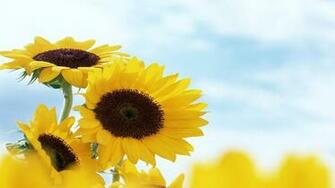 Spring Flower Wallpaper