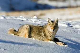 Hq Coyote Lamar Valley Yellowstone Wallpaper