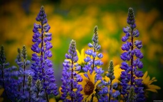 Washington Wildflowers Wallpaper HD