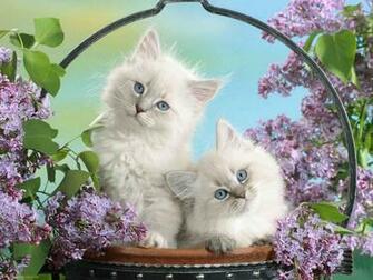 Basket Of Flowers Wallpaper Hq Background HD Gallery