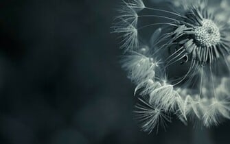 Dandelions Desktop Pc And Mac Wallpaper