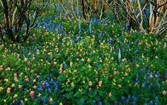 Earth Spring HD Wallpaper Background Image Cart In