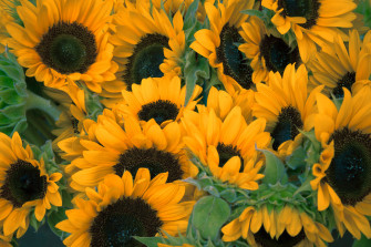Yellow Wallpaper HD Hq