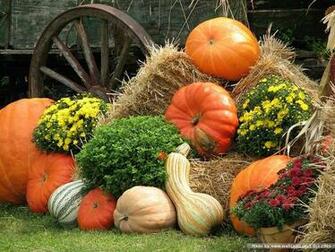 Wallpaper Fs 0pumpkin Pumpkins