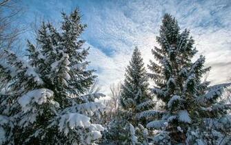 Pine Tree Wallpaper X Net