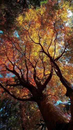 Glorious Tree Nubia Phone Wallpaper HD Mobile H Tterek
