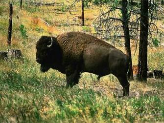 Buffalo Wallpaper