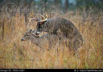 Buck Whitetail Deer Mounting A Doe In Estrus