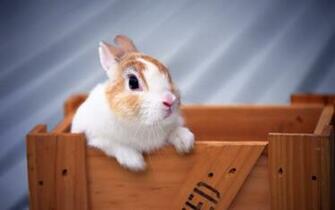 Widescreen HD Wallpaper Holiday Easter Sunday Rabbit High