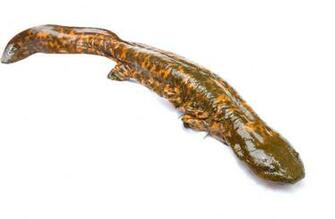 Hellbender Wikipedia