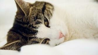 Sleepy Cat Wallpaper