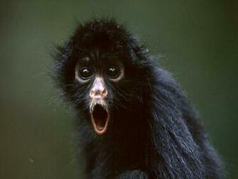 Monkey Pictures Primate Wallpaper National Geographic