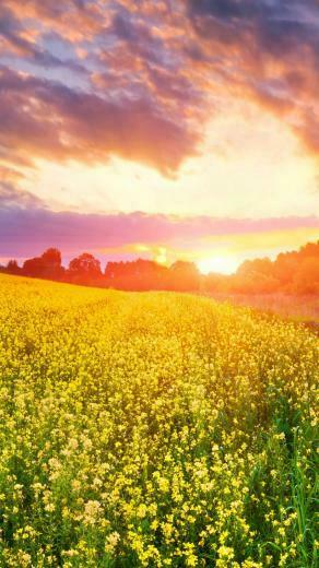 HD Wallpaper Nature Sunset For iPhone 5s Site