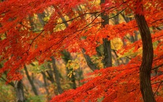 Fall Of Autumn Leaves Desktop Wallpaper