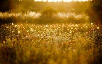 Sun In Late Spring Wallpaper And Image Pictures