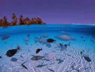 Wallpaper Screensavers Beautiful Desktop