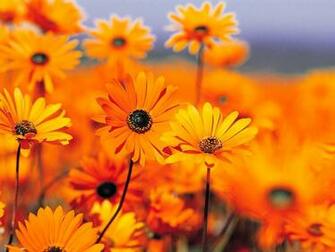 Orange Flowers HD Wallpaper