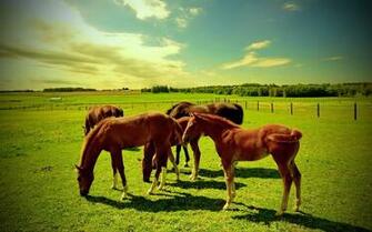 Horse Computer Wallpaper Desktop Background