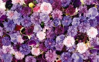 Umgeben Von Herrlichen Blumen Wallpaper