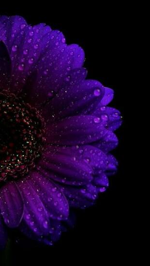 Purple Gerbera Wallpaper In Flowers