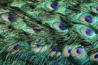 Peacock Feathers Texture Picture Photograph Photos Public
