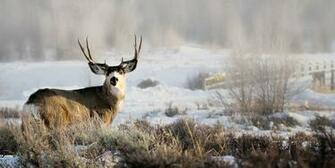 Wildlife Wallpaper Desktop Which Is Under The
