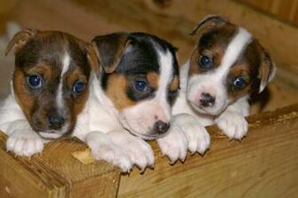 Pitbull Puppies Wallpaper Keywords Here