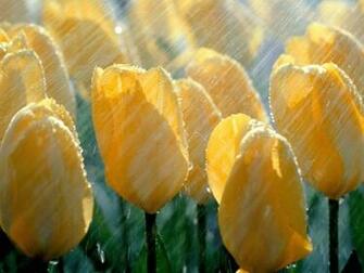 Spring Shower Tulips Wallpaper