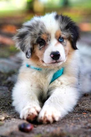 Puppy Wallpaper HD Hq