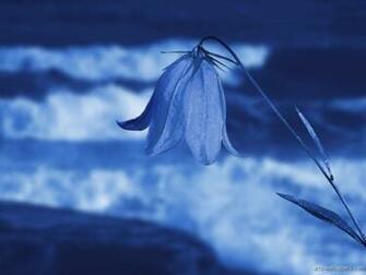 Pics Photos Image Romantic Kiss Wallpaper And Stock