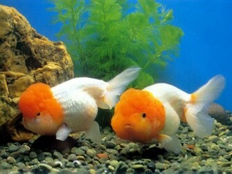 Gold Fish Wallpaper Beautiful Sea