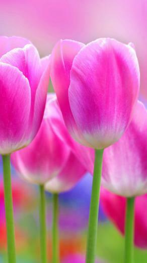 Flower iPhone Plus Wallpaper HD