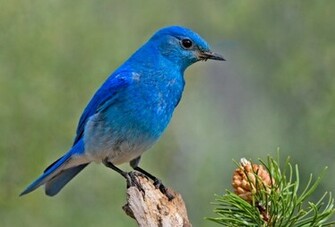 Blue Bird Wallpaper Jpg