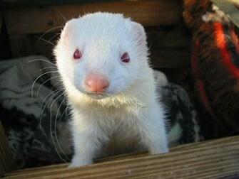 Cute Albino Ferret Wallpaper