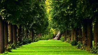 Beautiful Green Path In The Forest HD Nature Wallpaper