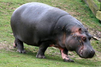 Hippopotamus HD Desktop Wallpaper