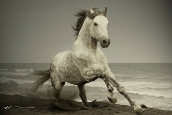 Wild Horses HD Wallpaper Check Out The