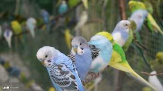 Budgie Wallpaper Birds HD Background