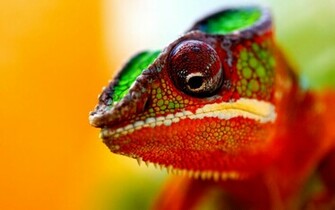 Chameleon Wallpaper Desktop