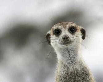 Meerkat Wallpaper HD
