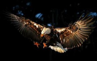 Flying Eagle Wallpaper
