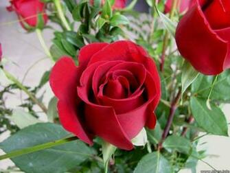 Flower Wallpaper Pictures Red Rose Flowers