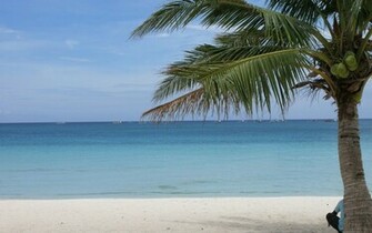 Palm Tree Wallpaper